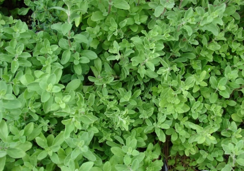 Wysiej teraz – w maju działa jak tarcza na mrówki. Majeranek działa tam, gdzie opryski nie dają rady