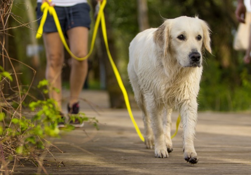17 nietypowych objawów bólu u psów. Właściciele powinni zrócić na nie uwagę