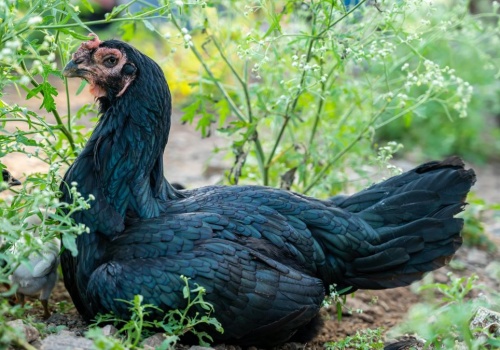 Najdroższa kura na świecie jest czarna jak węgiel. Mówią o niej 