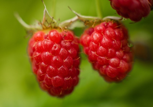 Rozsypuję to pod malinami i czekam. Latem krzewy uginają się od owoców