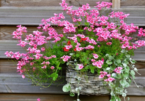 Mało kto ją zna, a bije popularne rośliny na głowę. Kwitnie miesiącami i nie sprawia problemów