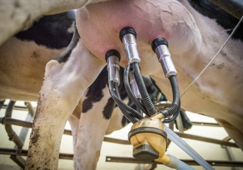 Ukraina domaga się od Unii Europejskiej dopłat dla producentów mleka. Oczekują 160 euro na krowę