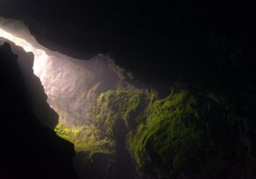 Wyrosło z nasiona liczącego ponad 1000 lat. To drzewo znane z Biblii?