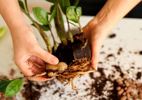 Z jednej rośliny zrobiłam trzy. Wystarczy dobrze podzielić zamiokulkasa