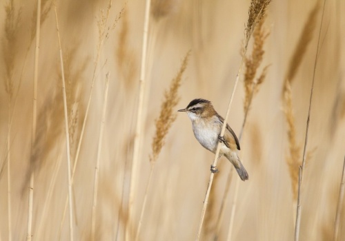 Niezwykle płochliwy ptak pojawił się w Polsce. Prawie uciekł z kadru