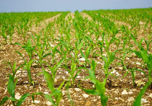 Minimalna temperatura gleby a termin siewu. Kiedy siejemy kukurydzę?