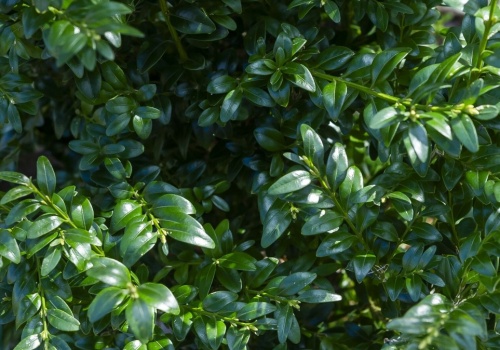 Bukszpan zmarniał przez zimę? Tak przywrócisz mu wigor