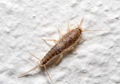 Jak odnaleźć gniazdo rybików? Skuteczna pułapka