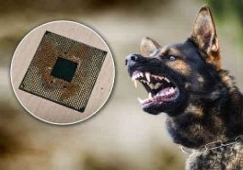 Pies pogryzł mu procesor. Miał dużo szczęścia, sprzęt udało się naprawić