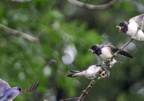 Ptaki w Polsce wpadają w szał. Zaczęły się wręcz kotłować