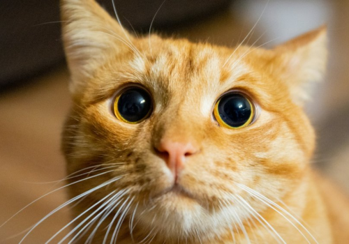 Zachowania kota, które źle interpretujesz. Drapanie mebli nie jest robieniem 