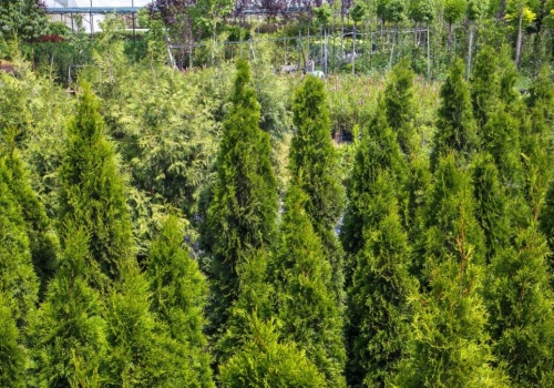 Mało kto sadzi rośliny obok tui, a to duży błąd. Te rośliny tworzą z nimi idealne połączenie