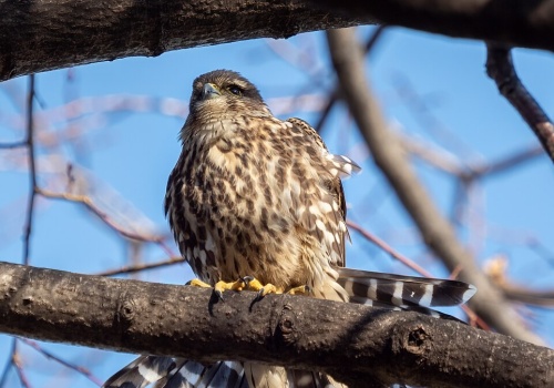 Najmniejszy z sokołów wymiera. Wkrótce może zniknąć zupełnie