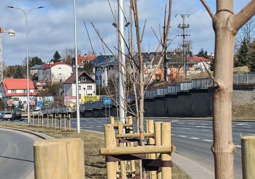 Wiosna w Olsztynie pod znakiem zieleni. Setki nowych drzew i tysiące nasadzeń