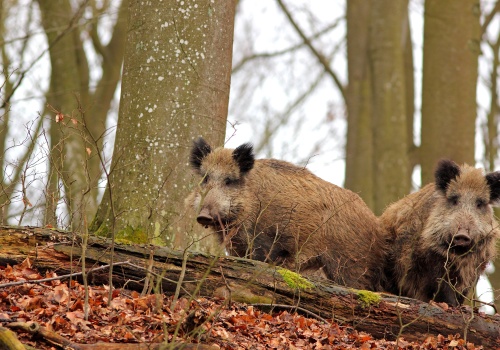 Dziki na Żoliborzu. Jak bezpiecznie reagować na spotkanie?