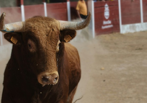 Honor, śmierć i adrenalina. Hemingway opisuje świat korridy