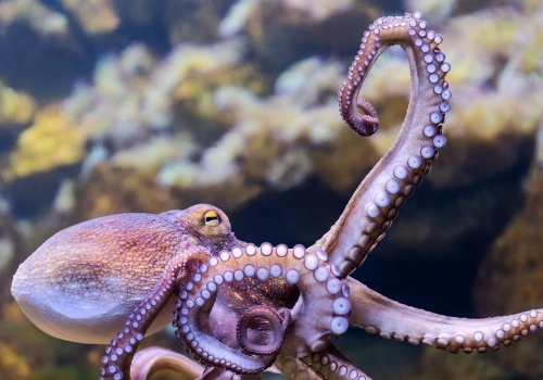 Stworzyli materiał, który zmienia kolory w kilka sekund. Pomogła ośmiornica