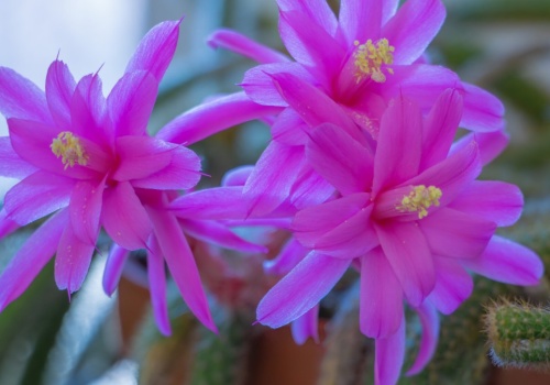 Najpiękniejszy kaktus, jakiego miałam. Trudno oderwać od niego wzrok