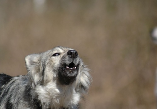 Samojedy zaczęły wyć. Naukowcy stanęli wtedy w osłupieniu