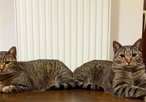 Wystarczy spełnić te warunki. Właściciele psów dostają dofinansowanie