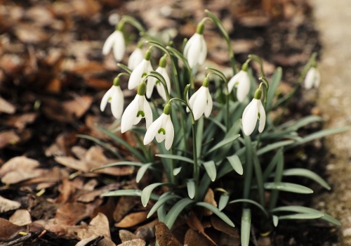 Wiosenne przebudzenie w świętokrzyskich lasach
