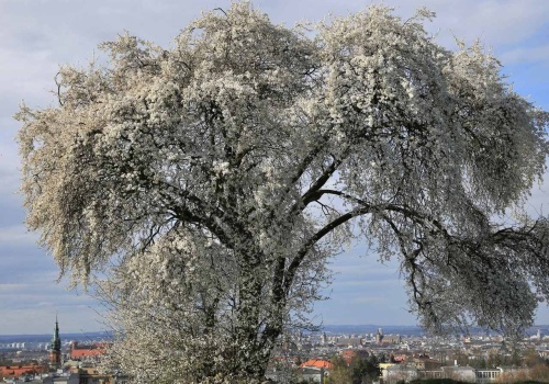 Słynna śliwa na Kopcu Krakusa zaczęła kwitnąć. Przyciąga mieszkańców i fotografów (Galeria)