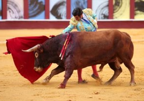Tragedia w Maladze. Byk zabił byłego matadora
