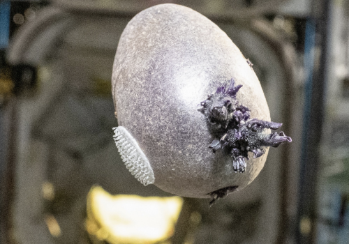 Tajemnicza fioletowa forma życia na ISS. Don Pettit pokazuje „Spudnika-1”