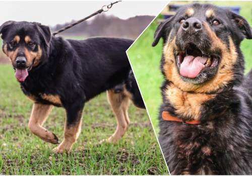 Do serca przytul psa. Bullock czeka na nowy dom