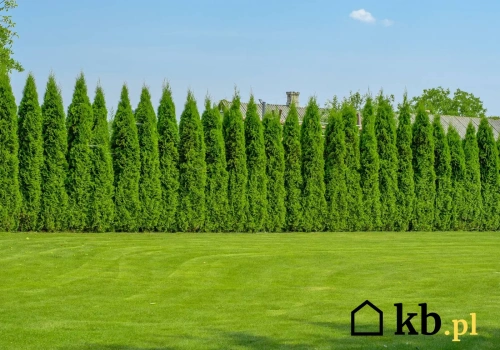 Sąsiad postawił wysoki płot? Możesz kazać go usunąć