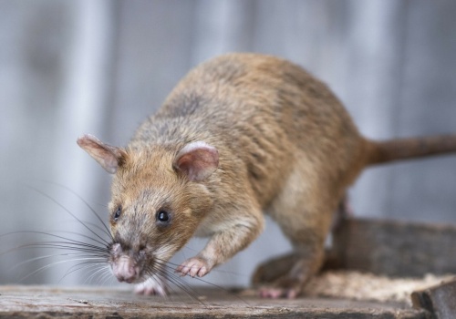 Ten ogromny szczur jest wielki jak kot. Postawili mu pomnik