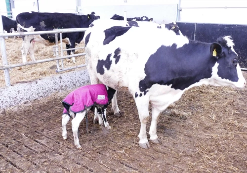 Dobry start cielęcia zaczyna się przed porodem. Błąd kosztuje wydajność