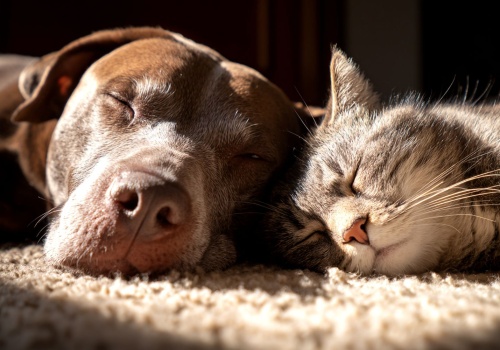 Nie porzucajmy zwierząt na święta – apelują schroniska