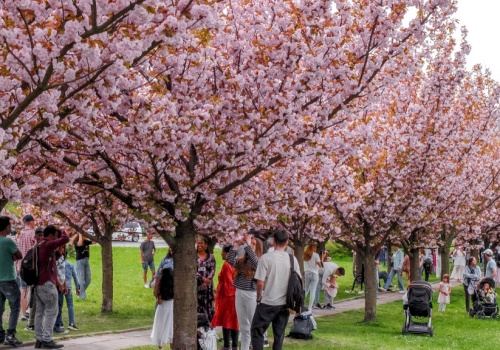 Różowa eksplozja nadciąga. Krakowska aleja wiśni znów stanie się hitem w sieci