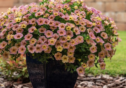 Najwyższa pora pożegnać pelargonię. Te kwiaty widać z daleka. 