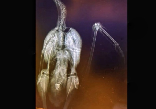 Strzelał do symbolu Polski