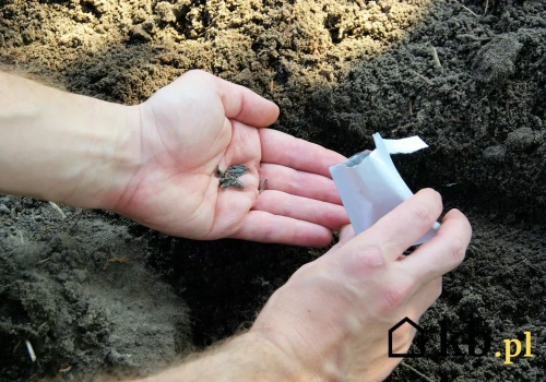 Siejesz kwiaty, a one nie rosną? Ten błąd robi większość