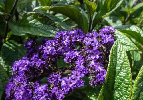 Heliotrop pachnie jak luksusowe perfumy. Sąsiadki nie przestają o niego pytać