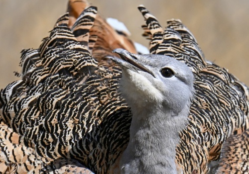 Jak byłem świadkiem wymarcia największego ptaka Polski. Zadzwonił telefon