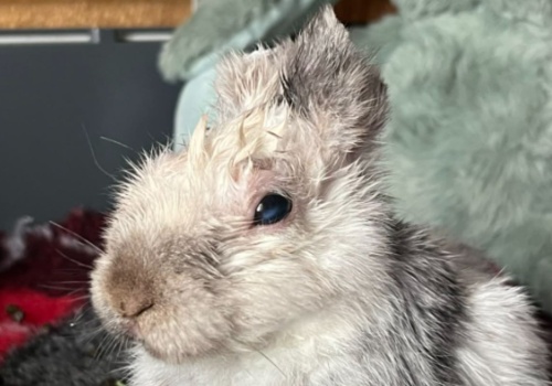 Pierwsze święta Marcysia w nowym domu. Po dramacie przyszedł czas na nadzieję