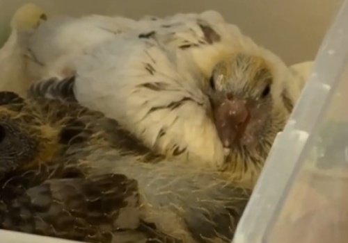 Wiele osób ciągle niepotrzebnie przynosi zdrowe ptaki do Ptasiego Azylu przy Warszawskim ZOO