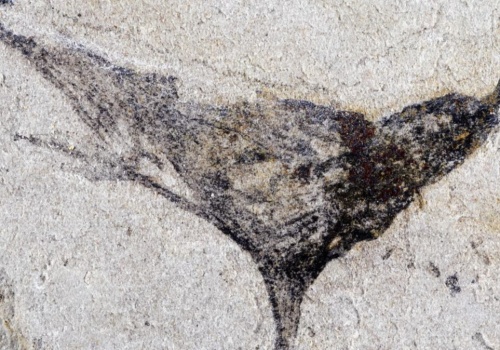 Początki życia na Ziemi cofnięte o miliony lat. Przełomowe odkrycie z Chin