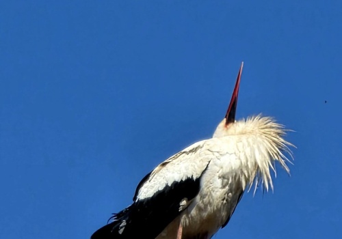 Beskidek Ligocki wrócił! Kultowy bocian znów w Ustroniu