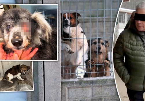 Właściciel schroniska w Sobolewie został skazany. To jednak nie jest koniec jego kłopotów