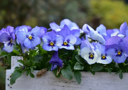 Wlej pod bratki. Będą kwitły w nieskończoność