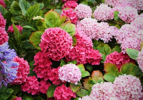 Zamiast sklepowej chemii wlej pod hortensje ten napar. Szybko pokażą ci, że było warto
