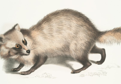 Dziwny lis coraz częściej wkracza do naszych miast. Wygląda słodko, ale się nie zbliżaj