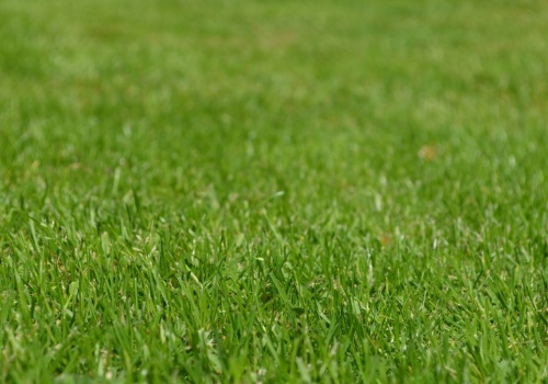 Ten nawóz jest w naturalny i darmowy. Regeneruje i pobudza żółty trawnik