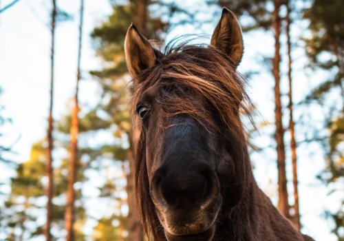 Do lasu wjechały konie z pługami. Wrócił porzucony kiedyś pomysł