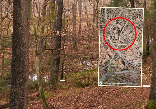 Leśnicy pokazali, co kryło się w zaroślach. 